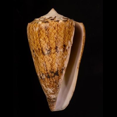 マサゴイモ Conus araneosus araneosusfig.1