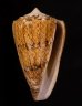 マサゴイモ Conus araneosus araneosusfig.1