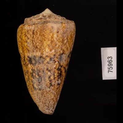 マサゴイモ Conus araneosus araneosusfig.3