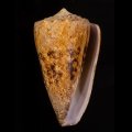 Conus araneosus araneosus マサゴイモ