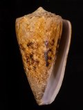 Conus araneosus araneosus マサゴイモ