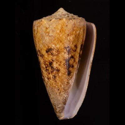 マサゴイモ Conus araneosus araneosusfig.1