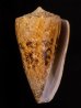 マサゴイモ Conus araneosus araneosusfig.1