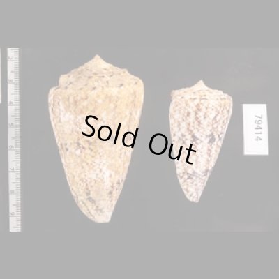 マサゴイモ Conus araneosus araneosusfig.2