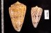 マサゴイモ Conus araneosus araneosusfig.2
