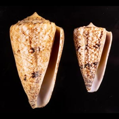 マサゴイモ Conus araneosus araneosusfig.1