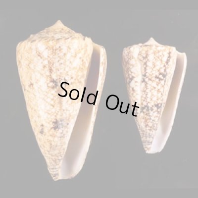 マサゴイモ Conus araneosus araneosusfig.1