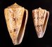 マサゴイモ Conus araneosus araneosusfig.1