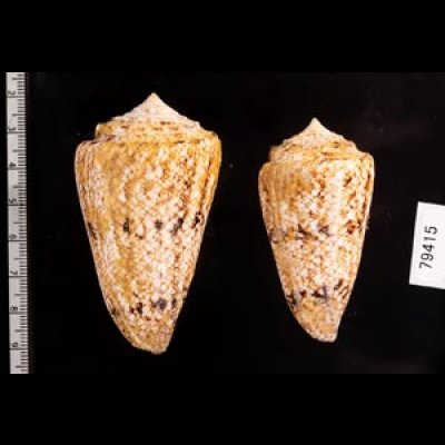 マサゴイモ Conus araneosus araneosusfig.2