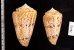 マサゴイモ Conus araneosus araneosusfig.2