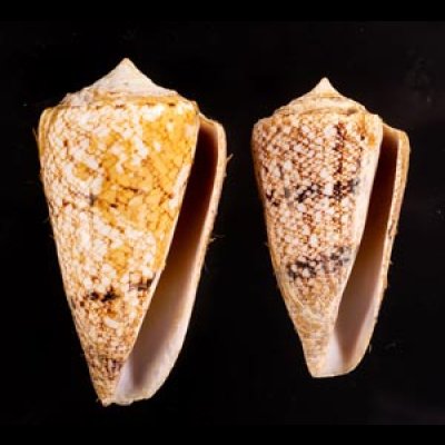 マサゴイモ Conus araneosus araneosusfig.1