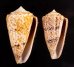マサゴイモ Conus araneosus araneosusfig.1
