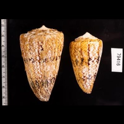マサゴイモ Conus araneosus araneosusfig.2