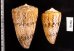 マサゴイモ Conus araneosus araneosusfig.2