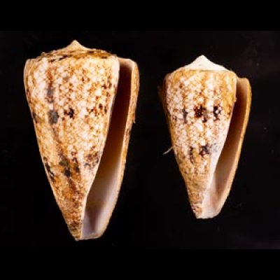 マサゴイモ Conus araneosus araneosusfig.1