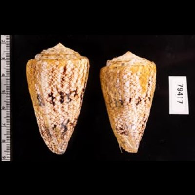 マサゴイモ Conus araneosus araneosusfig.2