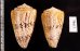 マサゴイモ Conus araneosus araneosusfig.2