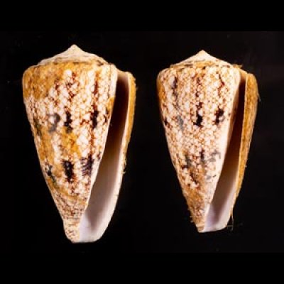 マサゴイモ Conus araneosus araneosusfig.1