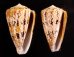 マサゴイモ Conus araneosus araneosusfig.1
