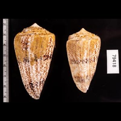 マサゴイモ Conus araneosus araneosusfig.2