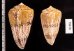 マサゴイモ Conus araneosus araneosusfig.2