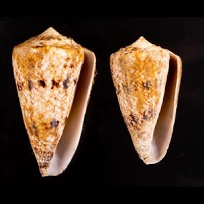 マサゴイモ Conus araneosus araneosusfig.1