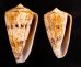 マサゴイモ Conus araneosus araneosusfig.1