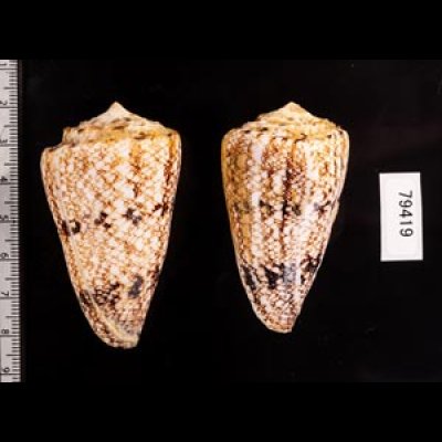 マサゴイモ Conus araneosus araneosusfig.2
