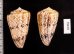 マサゴイモ Conus araneosus araneosusfig.2