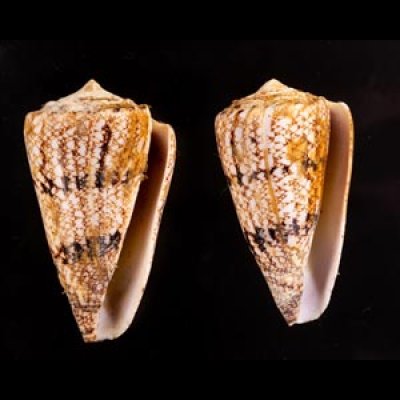 マサゴイモ Conus araneosus araneosusfig.1