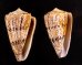 マサゴイモ Conus araneosus araneosusfig.1