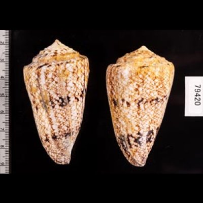 マサゴイモ Conus araneosus araneosusfig.2
