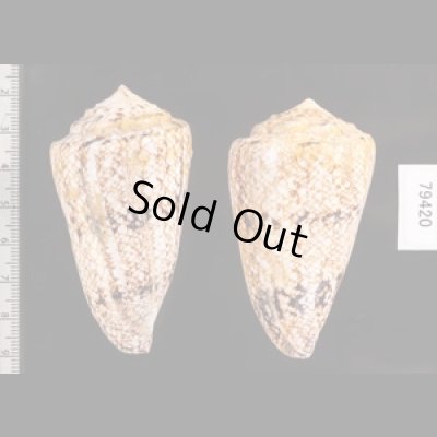 マサゴイモ Conus araneosus araneosusfig.2