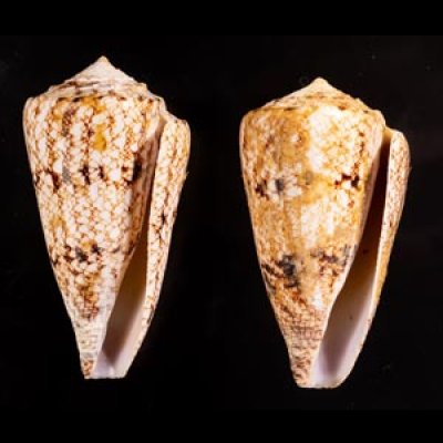 マサゴイモ Conus araneosus araneosusfig.1