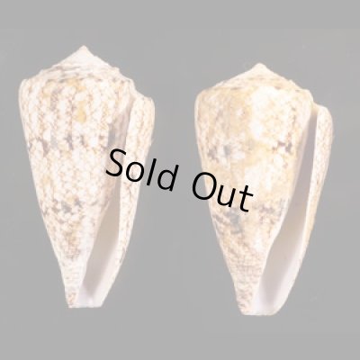 マサゴイモ Conus araneosus araneosusfig.1