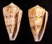 マサゴイモ Conus araneosus araneosusfig.1