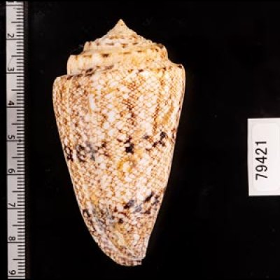 マサゴイモ Conus araneosus araneosusfig.2