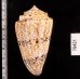 マサゴイモ Conus araneosus araneosusfig.2
