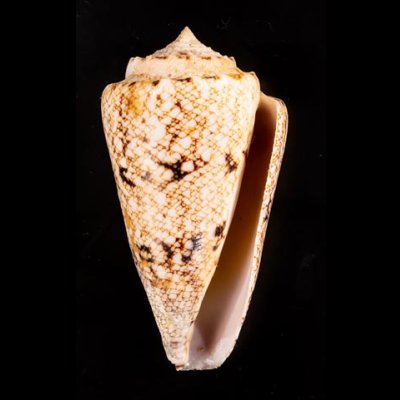 マサゴイモ Conus araneosus araneosusfig.1