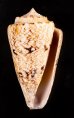 マサゴイモ Conus araneosus araneosusfig.1