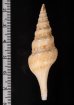 フクレハスジマイグチ (仮称) Turricula tornata fulminatafig.2