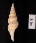 フクレハスジマイグチ (仮称) Turricula tornata fulminatafig.3