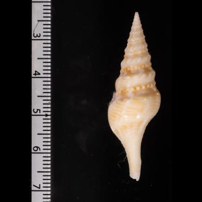 フクレハスジマイグチ (仮称) Turricula tornata fulminatafig.2