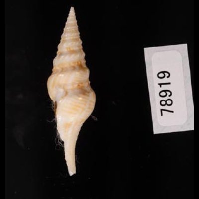 フクレハスジマイグチ (仮称) Turricula tornata fulminatafig.3