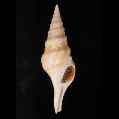 フクレハスジマイグチ (仮称) Turricula tornata fulminatafig.1