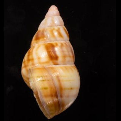 クスミイトヒキマイマイ Liguus fasciatus winteifig.2