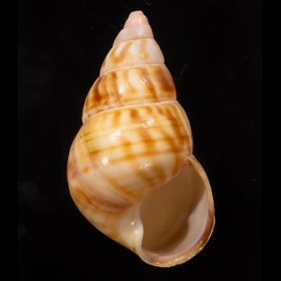 クスミイトヒキマイマイ Liguus fasciatus winteifig.1