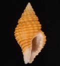 Turrilatirus lautus カザリニシキニナ