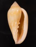 Marginella pseudodesjardini シラボシヘリトリモドキ　(仮称)