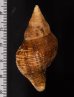 ウネマキツノキガイ Lugubrilaria lugubrisfig.2